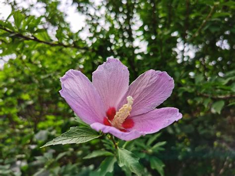 木槿花 花語|木槿的花語和傳說